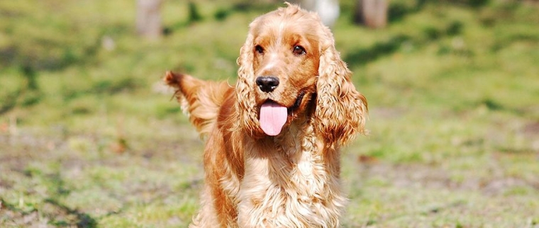 cocker spaniel anglais